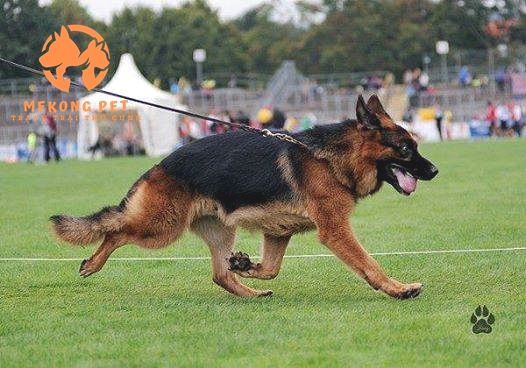 Bán giống chó becgie Đức khu vực Hà Nội